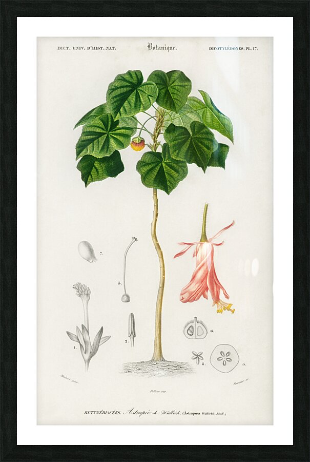 Astrapoea Wallichii Picture Frame print