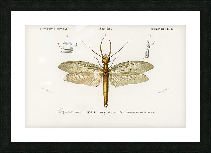 Eastern dobsonfly Corydalus cornutus Picture Frame print