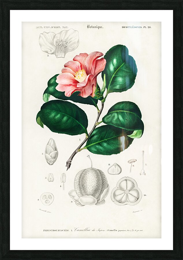 Eastern dobsonfly Corydalus cornutus Picture Frame print