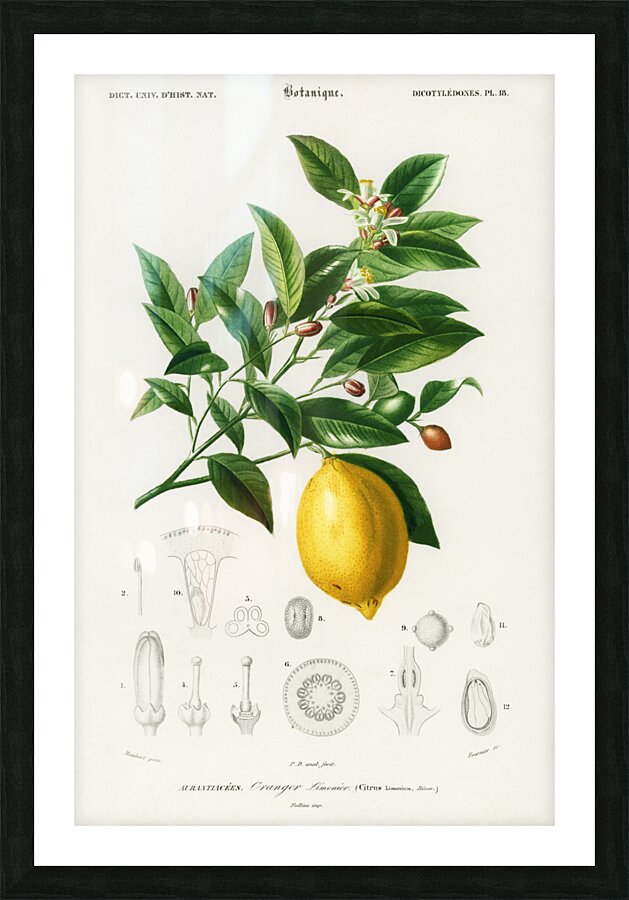 Lemon Citrus Limonium Picture Frame print