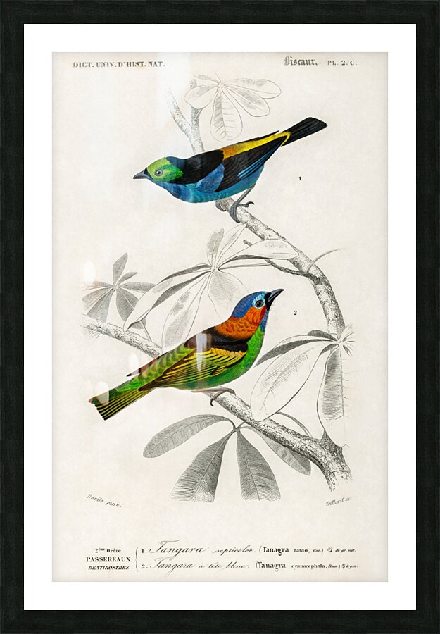 Different types of birds Picture Frame print