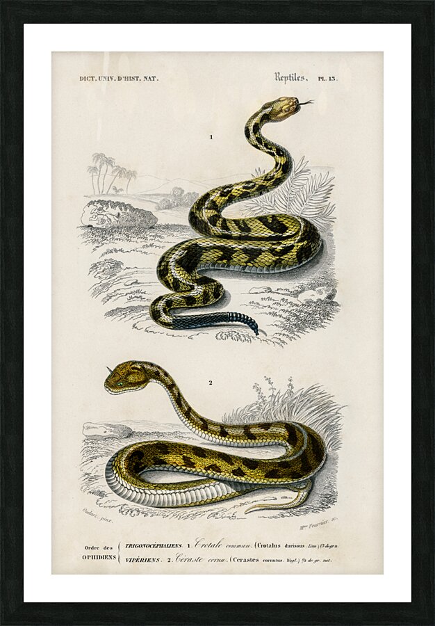 Rattlesnake Crotale and Saharan horned Viper Cerastes Picture Frame print