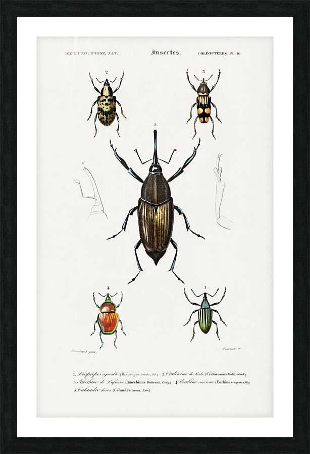 Different types of weevils Picture Frame print