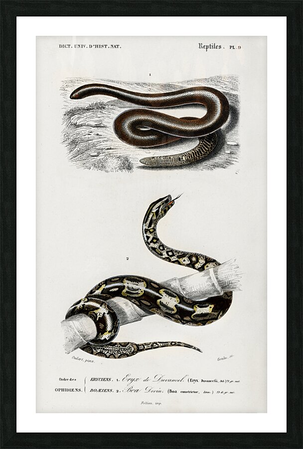 Eryx and the Red-tailed boa Picture Frame print