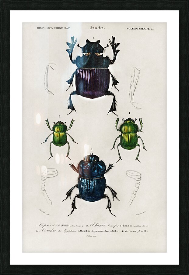 Different types of insects Impression et Cadre photo