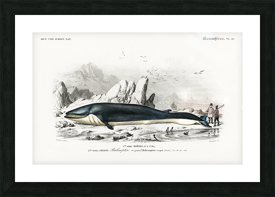 Balaenoptera rorqual Picture Frame print