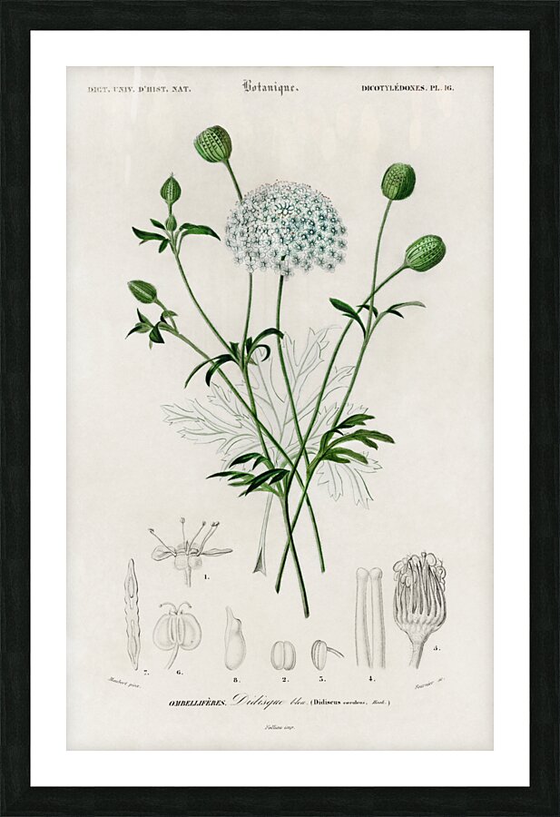 ictionnaire Universel D histoire Naturelle D Orbi 1694478892.938 Picture Frame print