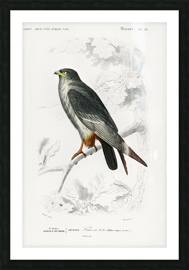 Different types of beetles Picture Frame print