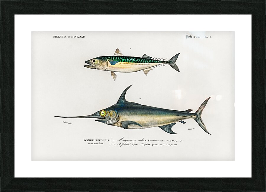 Different types of beetles Picture Frame print