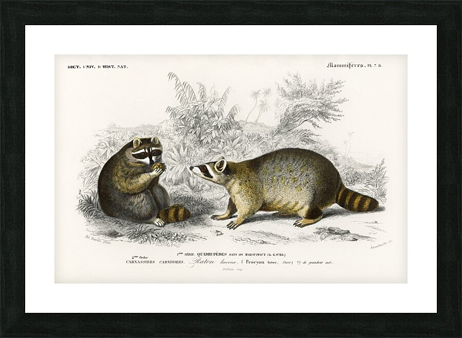 Raccoon Procyon lotor Picture Frame print