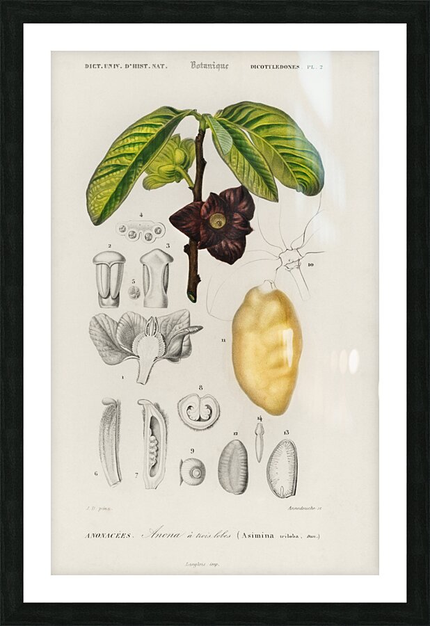 Asimina triloba Picture Frame print