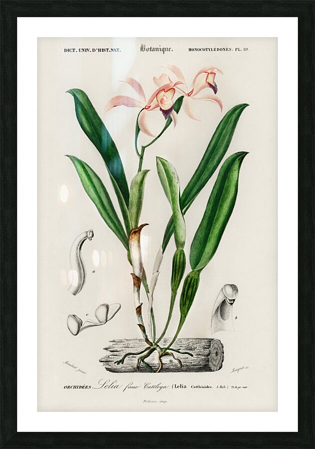 Lelia cattleioides Picture Frame print