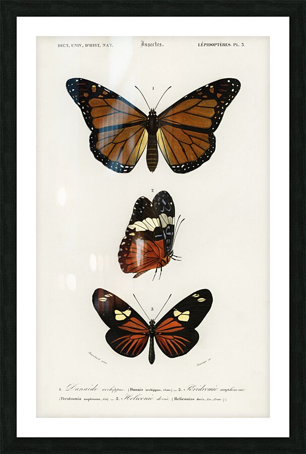 Amphisbaena fuliginosa spotted worm lizard Typhlops lumbricalis blind snakes Vropeltis Philippinus shield tail snakes Picture Frame print