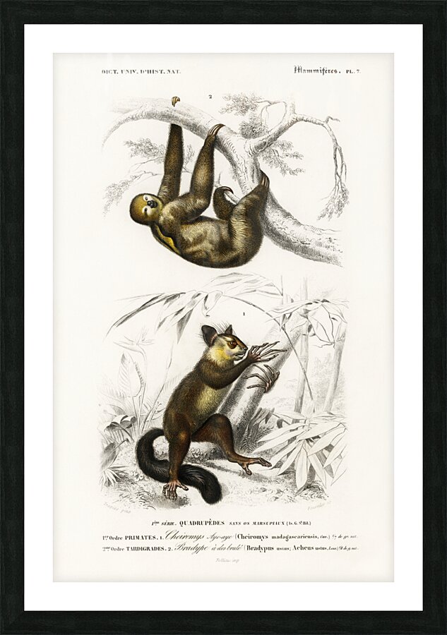 Three-toed Sloth Bradypus ustus and Aye-aye Cheiromys madagascariensis Picture Frame print