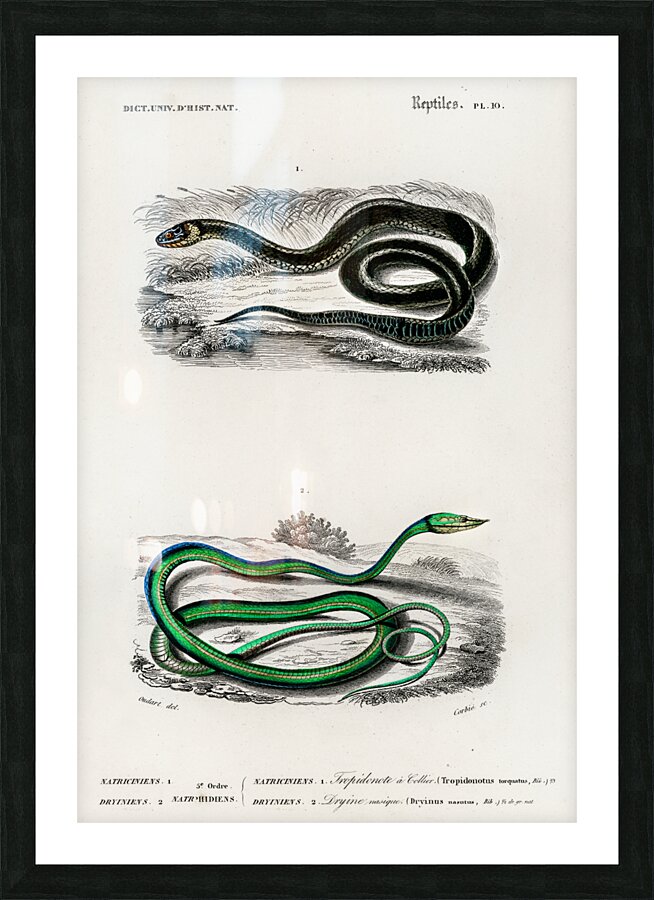Grass Snake and the green vine snake Picture Frame print