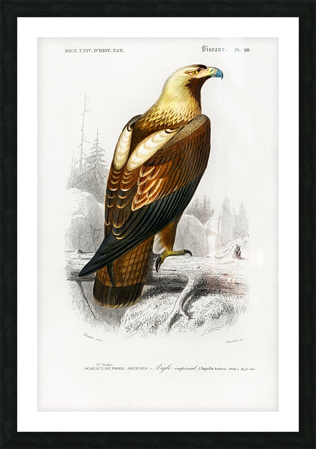 Eastern imperial eagle Aquila heliaca Picture Frame print