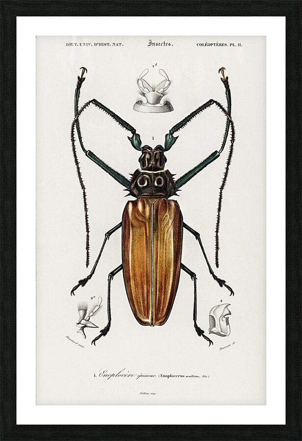 Enoplocerus Armillatus Picture Frame print