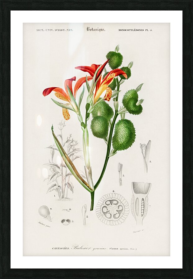 Anna speciosa Picture Frame print