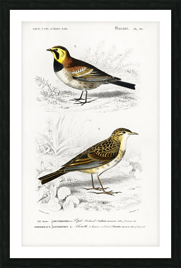 Different types of birds Picture Frame print