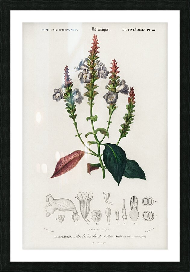 Strobilanthes sabiniana Impression et Cadre photo