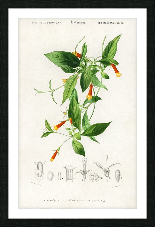 Strobilanthes sabiniana Picture Frame print