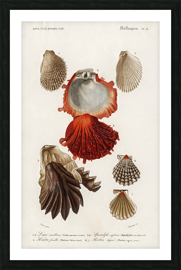 Different types of mollusks Picture Frame print