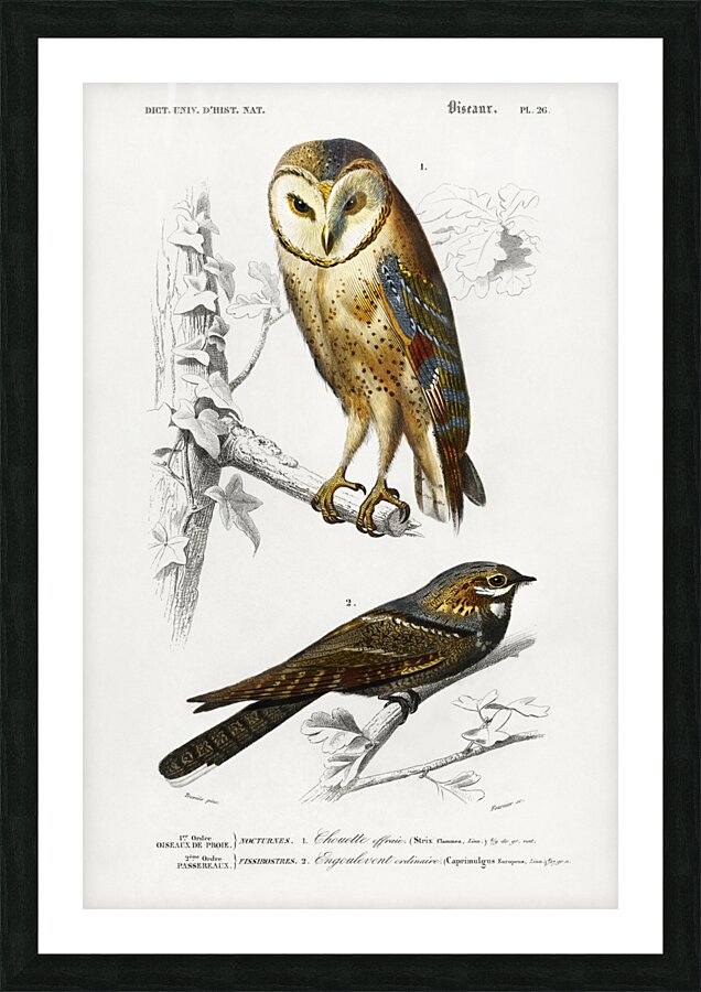 Different types of birds Picture Frame print