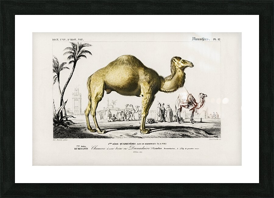 Camel Camelus Picture Frame print