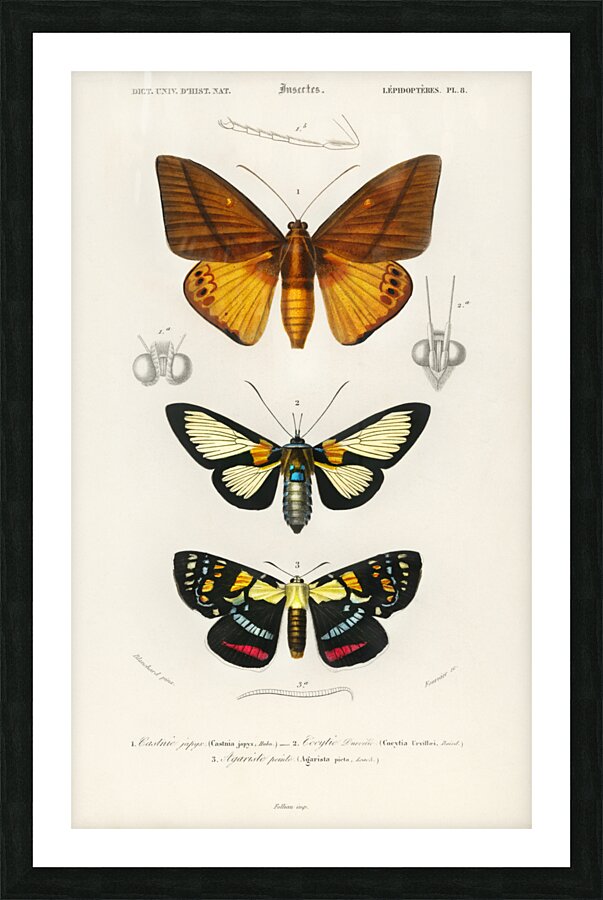 Collection of moths Picture Frame print