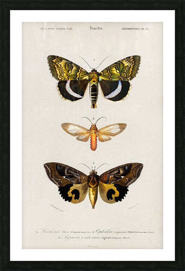 Different types of moths Picture Frame print