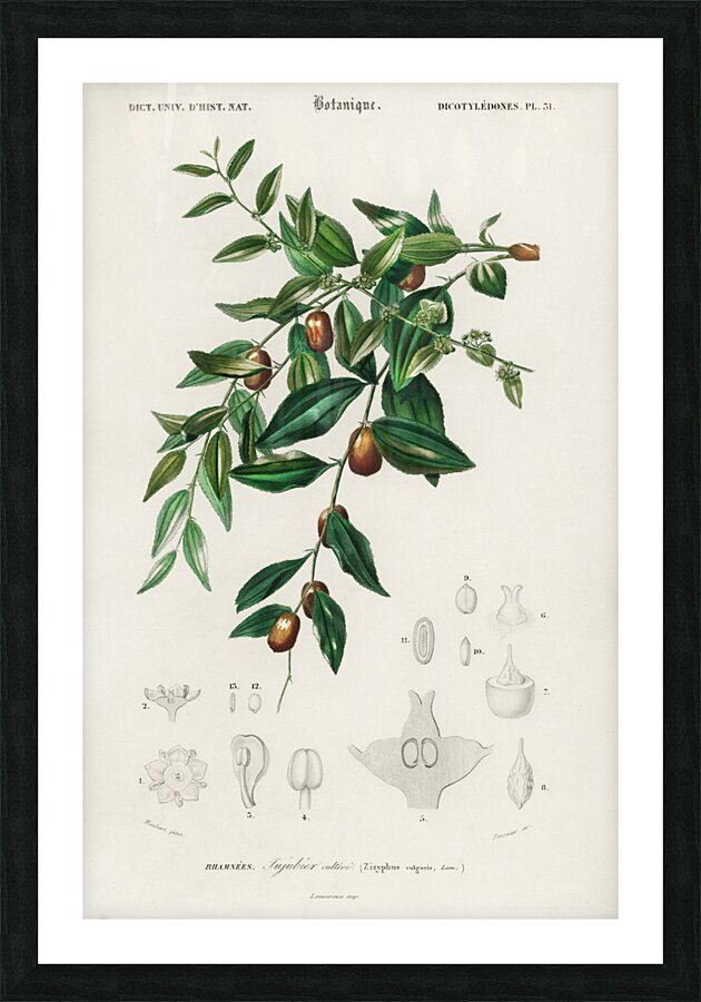 Jujube red date Ziziphus vulgaris Picture Frame print