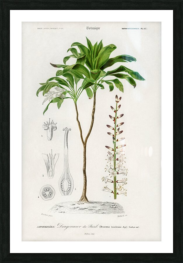 Dracaena brasiliensis Picture Frame print