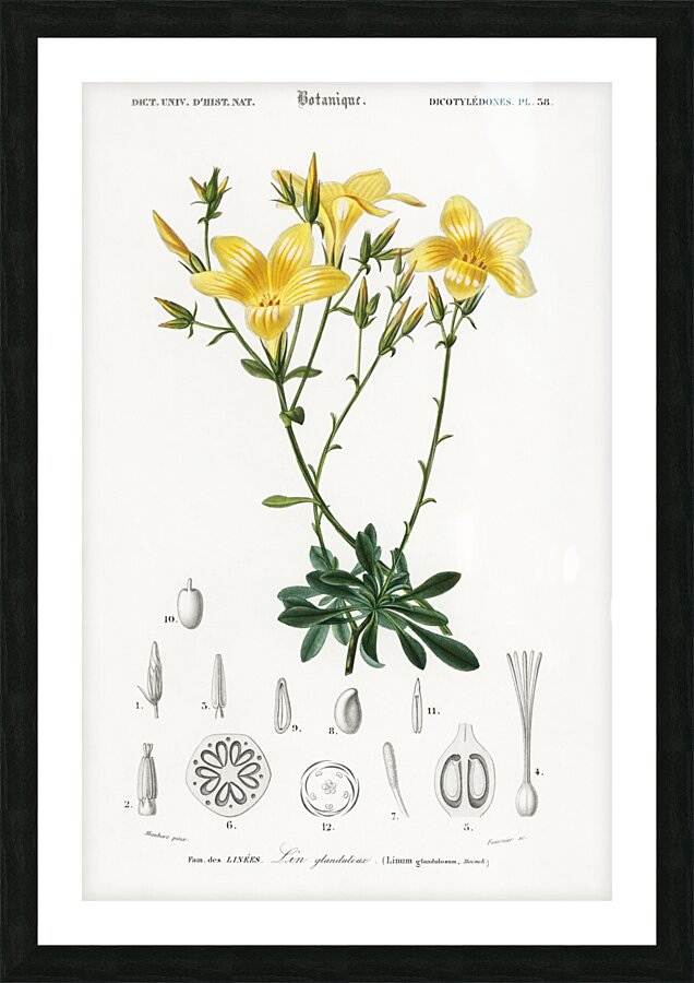 Yellow flax Linum glandulosum Picture Frame print
