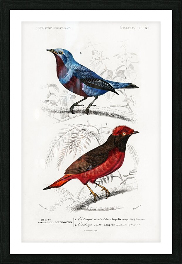 Different types of birds Picture Frame print