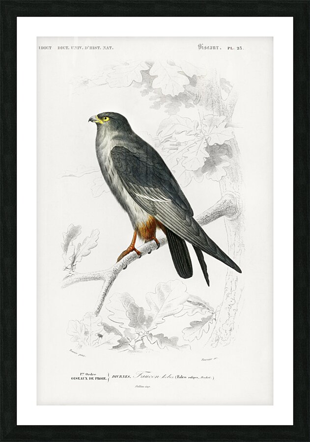 Different types of birds Picture Frame print