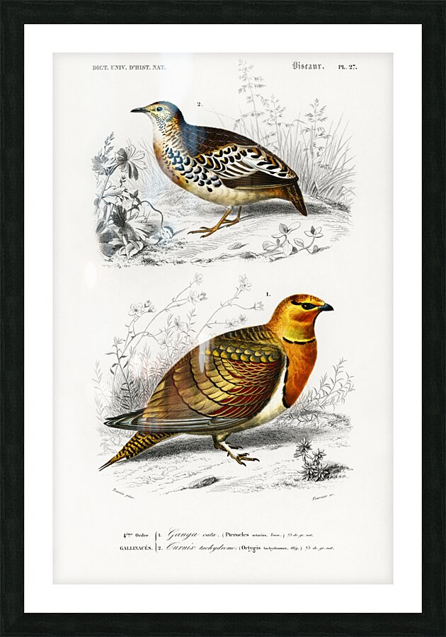 Different types of birds Picture Frame print