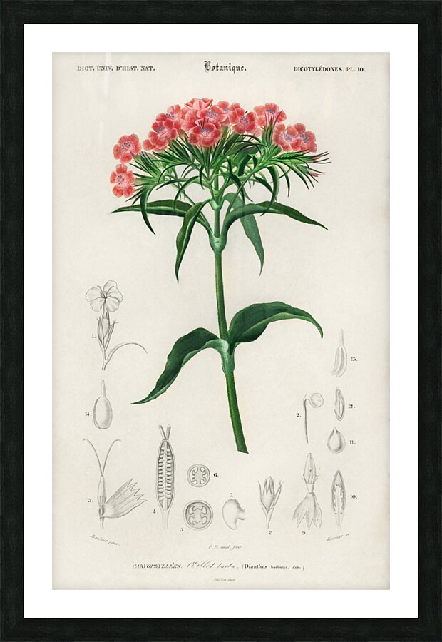 Brazilian gloxinia or Florist gloxinia Gloxinia caulescente Picture Frame print