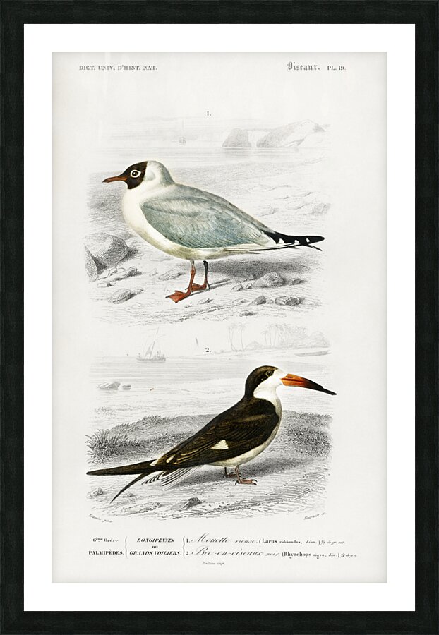 Different types of birds Picture Frame print