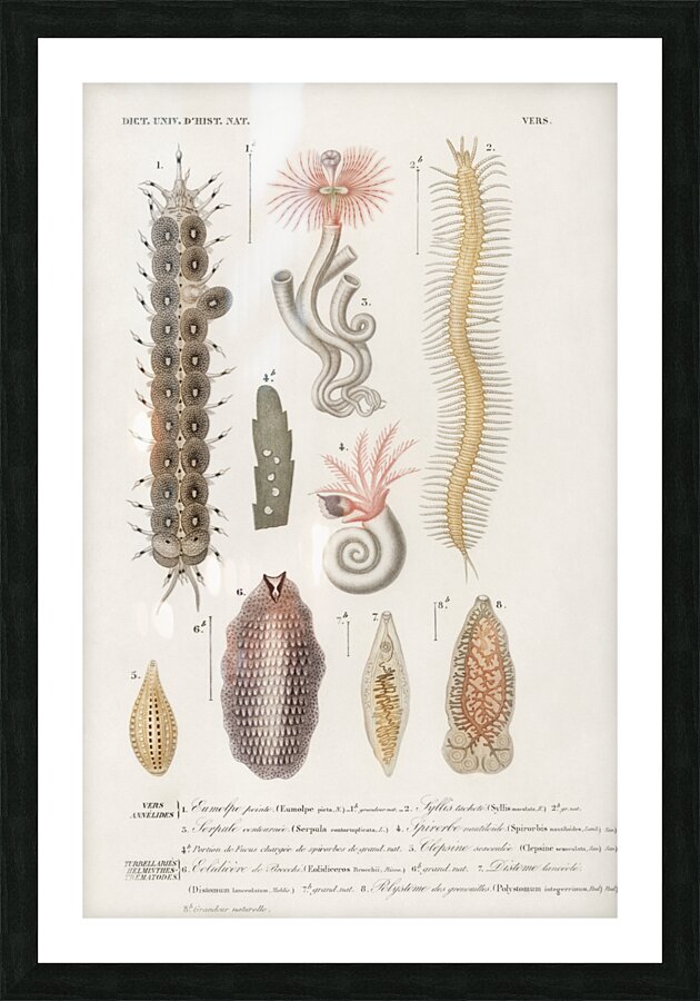 Different types of marine life Picture Frame print