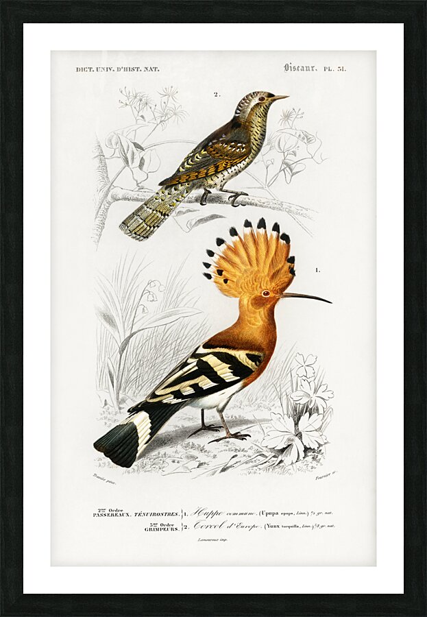 Different types of birds Picture Frame print