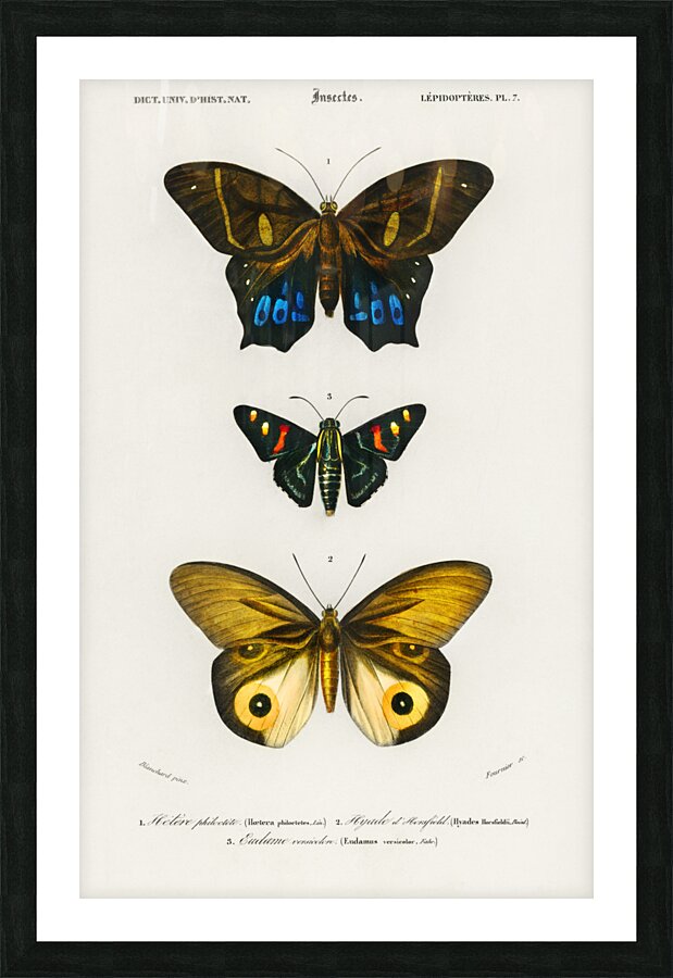 Different types of butterfly Picture Frame print