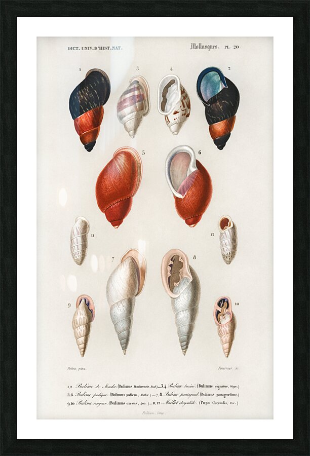 Different types of mollusks Impression et Cadre photo
