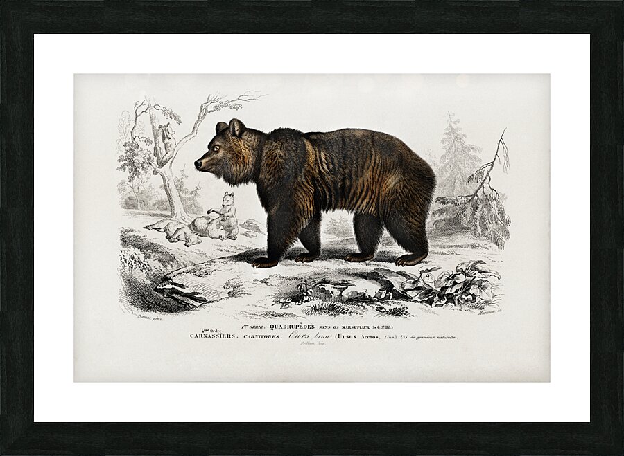 Brown Bear Ursus Arctos Picture Frame print