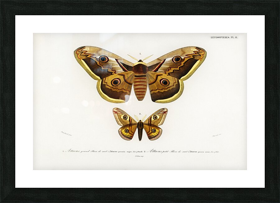 Emporor moths Picture Frame print