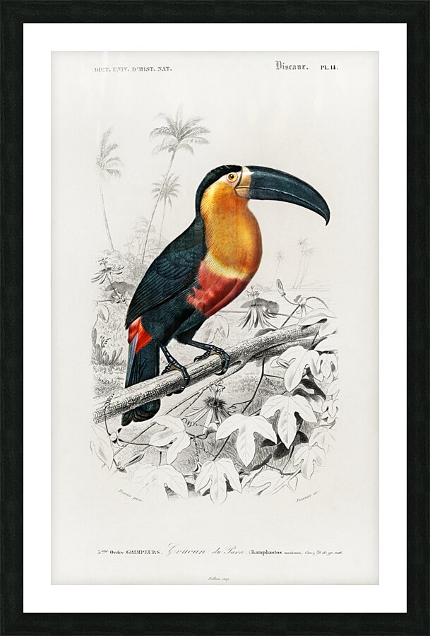 Toucan bird Picture Frame print