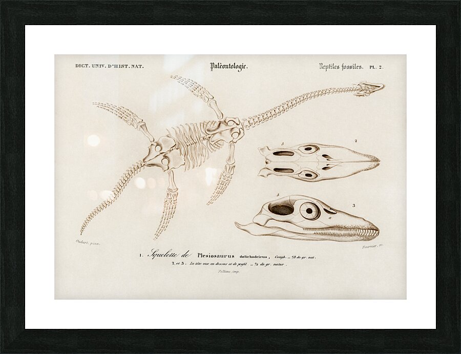 Plesiosaurus Picture Frame print
