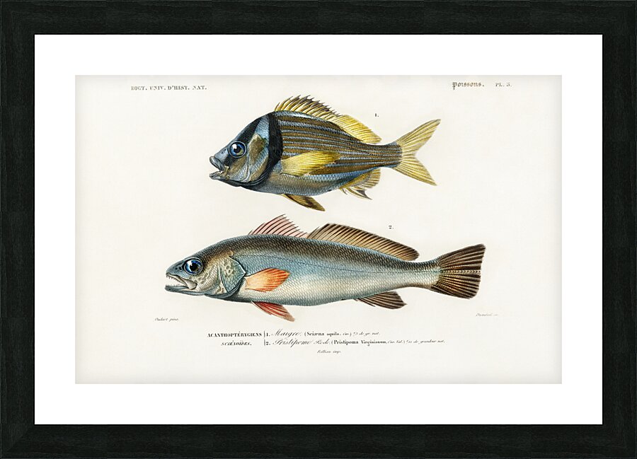 Porkfish Pristipoma virginianum and Shade-fish Sciaena aquila Picture Frame print