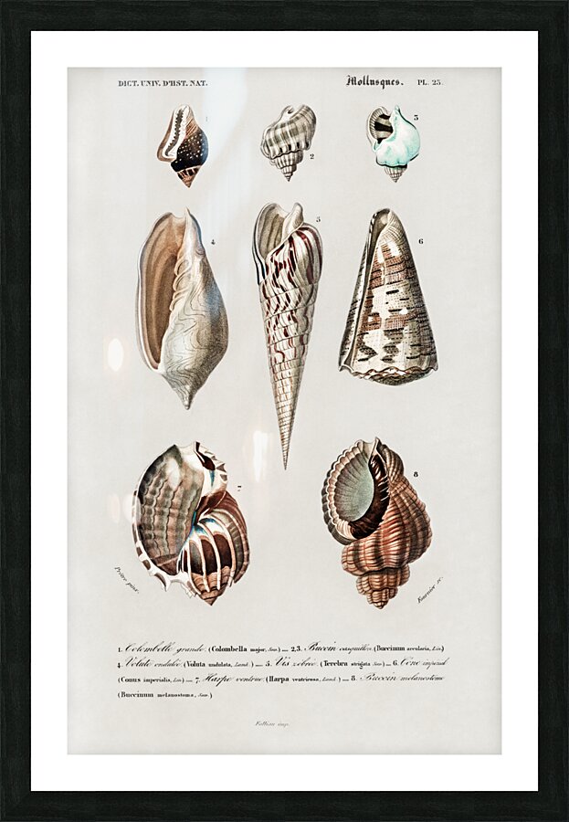 Different types of mollusks Picture Frame print