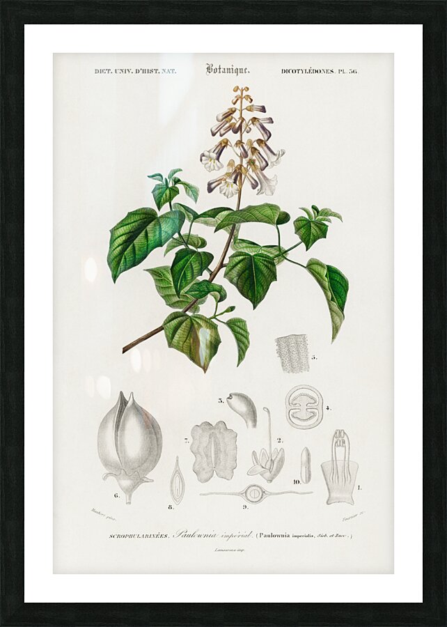 Empress tree Paulownia imperialis Picture Frame print