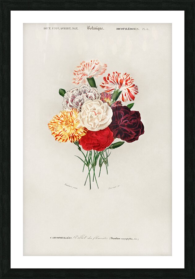 Carnation Dianthus caryophyllus Picture Frame print